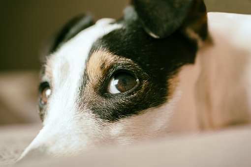 Is Your Dog Extra Sensitive to Sound?