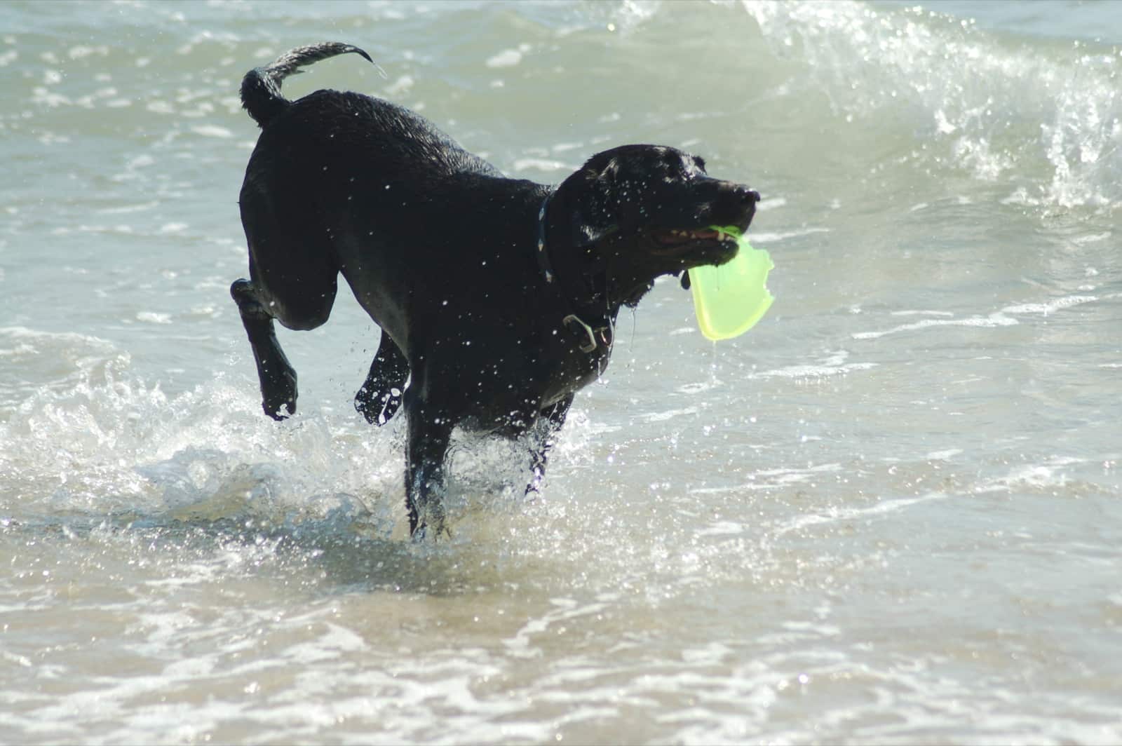 Black Labrador Retriever bursting through bright surf, carrying a green frisbee