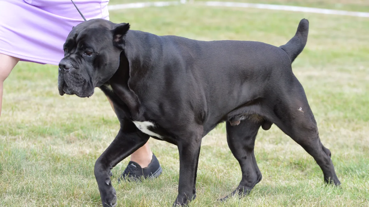 A black Cane Corso walking on grass on a lead at an outdoor dog show