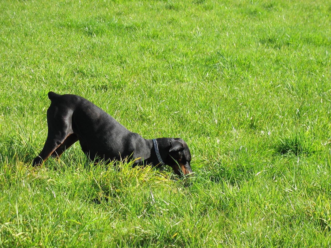 Black Doberman sniffing through lush green grass in a sunny meadow
