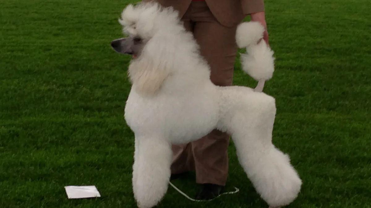 A white Standard Poodle in full show trim standing on grass at a dog show